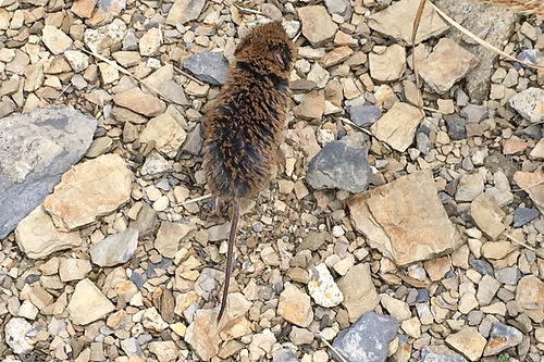 Taiwan vole